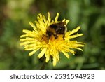 Cuckoo bumblebee family Apidae on the flower of common dandelion (Taraxacum officinale). Bombus sylvestris or Bombus norvegicus. Spring, Netherlands, April                               