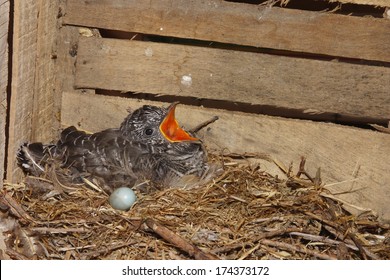 Cuckoo Chick