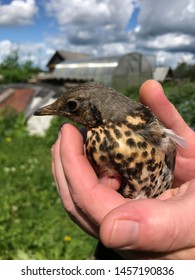 The Cuckoo Chick In The Hands Of Man