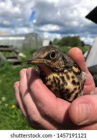 The Cuckoo Chick In The Hands Of Man