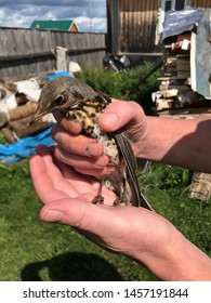 The Cuckoo Chick In The Hands Of Man