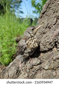 Cuckoo Chick Has Left The Nest