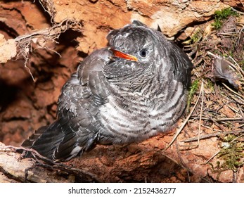 Cuckoo Chick In The Nest Of Robin