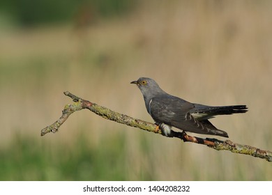 Cuckoo (Common cuckoo) Coculus canorus