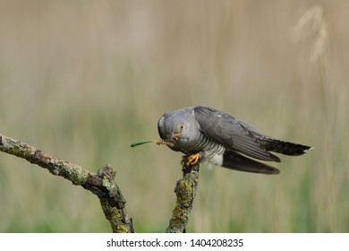 Cuckoo (Common cuckoo) Coculus canorus