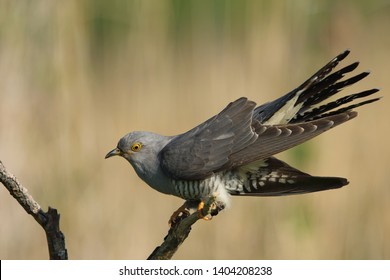 Cuckoo (Common cuckoo) Coculus canorus