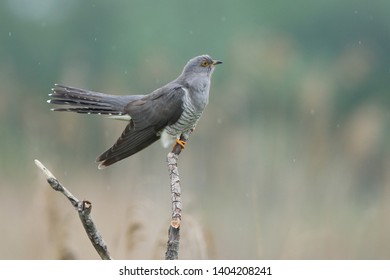 Cuckoo (Common cuckoo) Coculus canorus