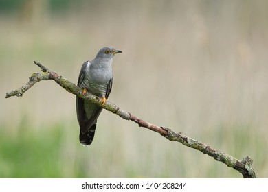 Cuckoo (Common cuckoo) Coculus canorus