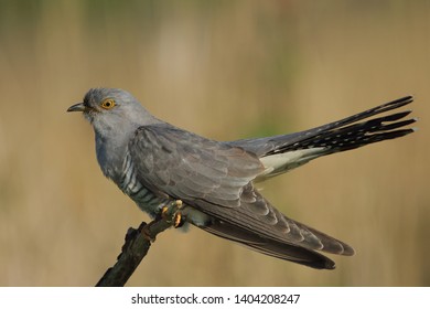 Cuckoo (Common cuckoo) Coculus canorus