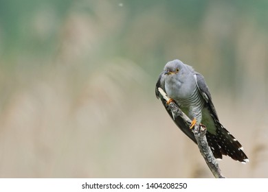 Cuckoo (Common cuckoo) Coculus canorus
