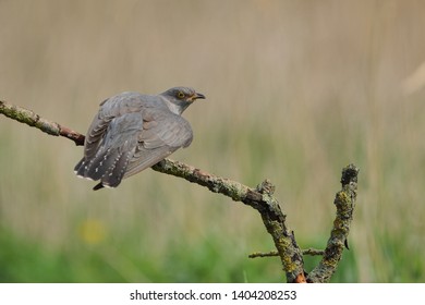 Cuckoo (Common cuckoo) Coculus canorus