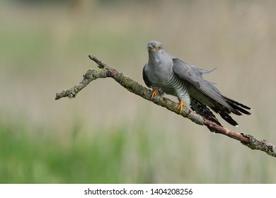 Cuckoo (Common cuckoo) Coculus canorus