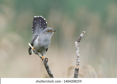Cuckoo (Common cuckoo) Coculus canorus