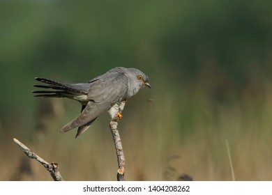 Cuckoo (Common cuckoo) Coculus canorus