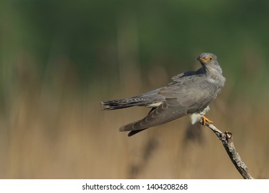 Cuckoo (Common cuckoo) Coculus canorus