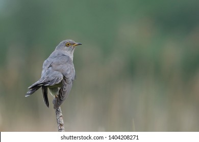 Cuckoo (Common cuckoo) Coculus canorus