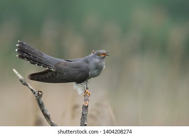 Cuckoo (Common cuckoo) Coculus canorus