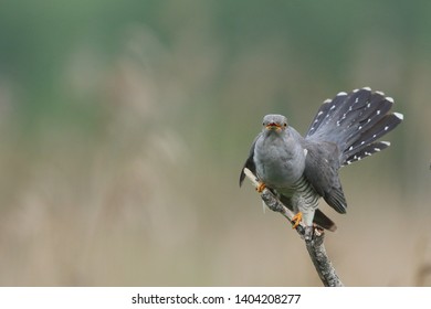 Cuckoo (Common cuckoo) Coculus canorus