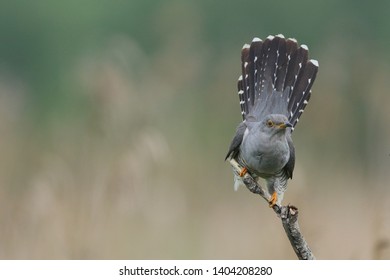 Cuckoo (Common cuckoo) Coculus canorus