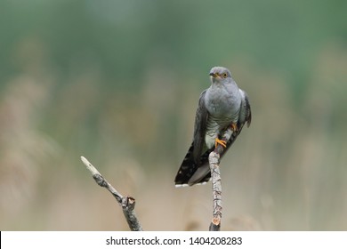 Cuckoo (Common cuckoo) Coculus canorus