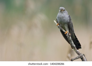Cuckoo (Common cuckoo) Coculus canorus