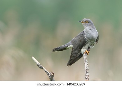Cuckoo (Common cuckoo) Coculus canorus