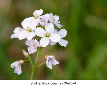 Cuckoo Flower