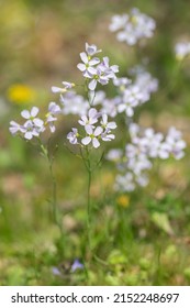 A Cuckoo Flower (Cardamine Pratensis).