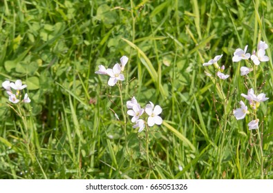 Cuckoo Flower (Cardamine Pratensis) In A Wildflower Meadow In Rural Devon, England, UK