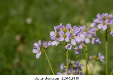 Cuckoo Flower Or Lady S Smock - Cardamine Pratensis