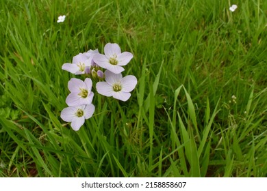 Cuckoo Flower In A Meadow