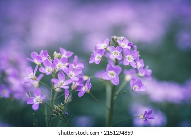 Cuckoo Flower Purple Wildflower In The Meadow