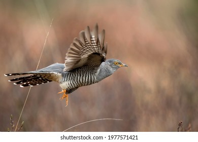 Cuckoo flying, close up, on moorland in Scotland in the spring