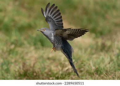 Cuckoo flying low on grass background