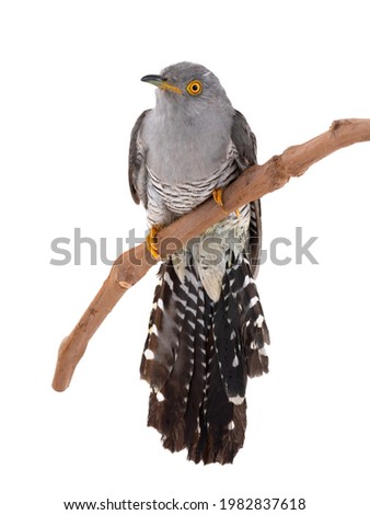 cuckoo isolated on white background. photography in studio
