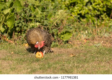 Cuckoo Maran Chicken Eating A Windfall Apple In A Garden