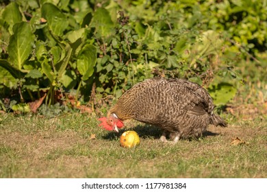 Cuckoo Maran Chicken Eating A Windfall Apple In A Garden