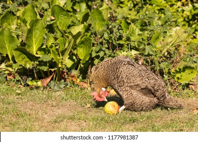 Cuckoo Maran Chicken Eating A Windfall Apple In A Garden