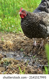 Cuckoo Maran Chicken Outdoors In Garden