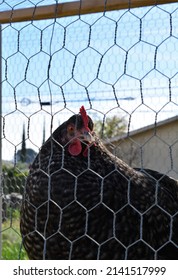 Cuckoo Maran Chicken Outdoors In Garden