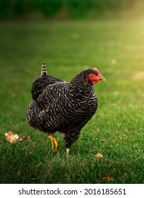 Cuckoo Maran Chicken Standing In Green Grass In A Backyard