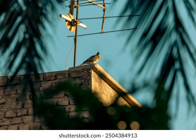 A cuckoo perching on a rooftop at sunset time next to TV antenna  - Powered by Shutterstock