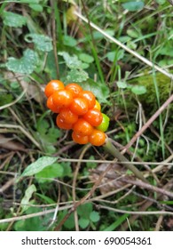 Cuckoo Pint