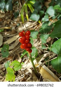 Cuckoo Pint