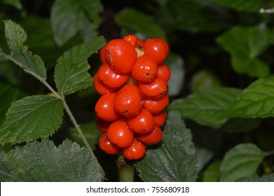 Cuckoo Pint Berries In The Meon Valley 