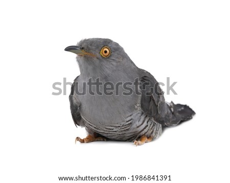 cuckoo portrait isolated on white background