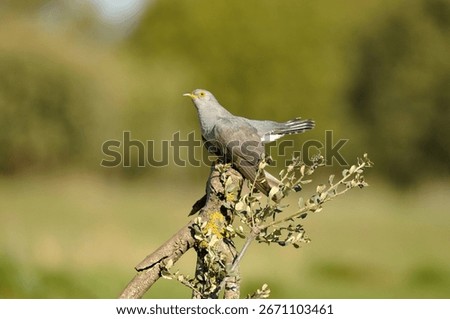 a cuckoo rests on a tree trunk