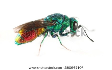 Cuckoo or Ruby tailed, Jewel wasp, Chrysididae, isolated on white background, Chrysis scutellaris 