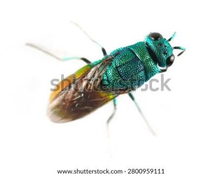 Cuckoo or Ruby tailed, Jewel wasp, Chrysididae, isolated on white background, Chrysis scutellaris 