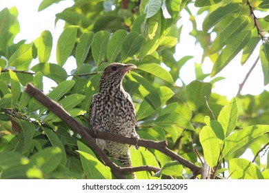 A cuckoo sitting on a tree bark.